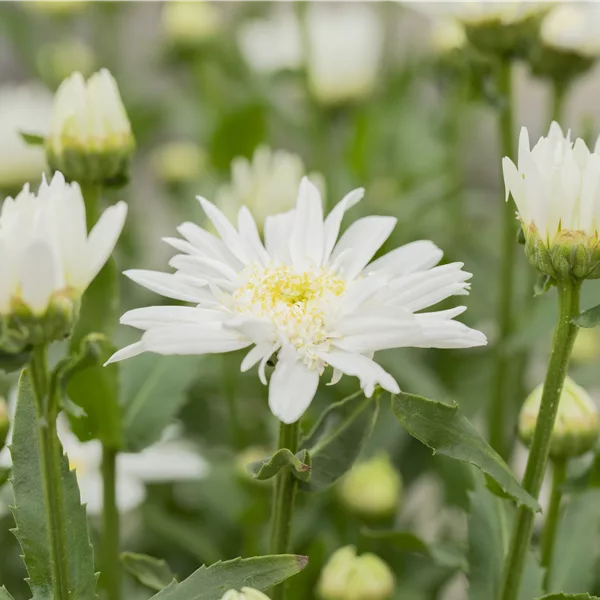 Leucanthemum x superbum 'Christine Hagemann'
