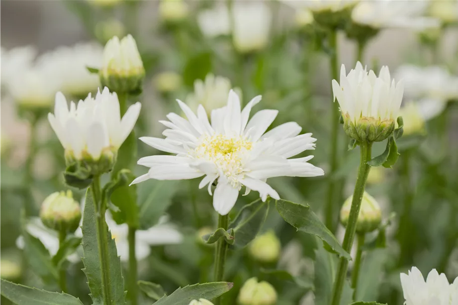 Leucanthemum x superbum 'Christine Hagemann'