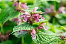 Lamium orvala 'Silva'