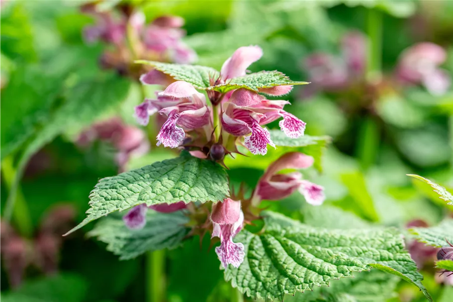Lamium orvala 'Silva'