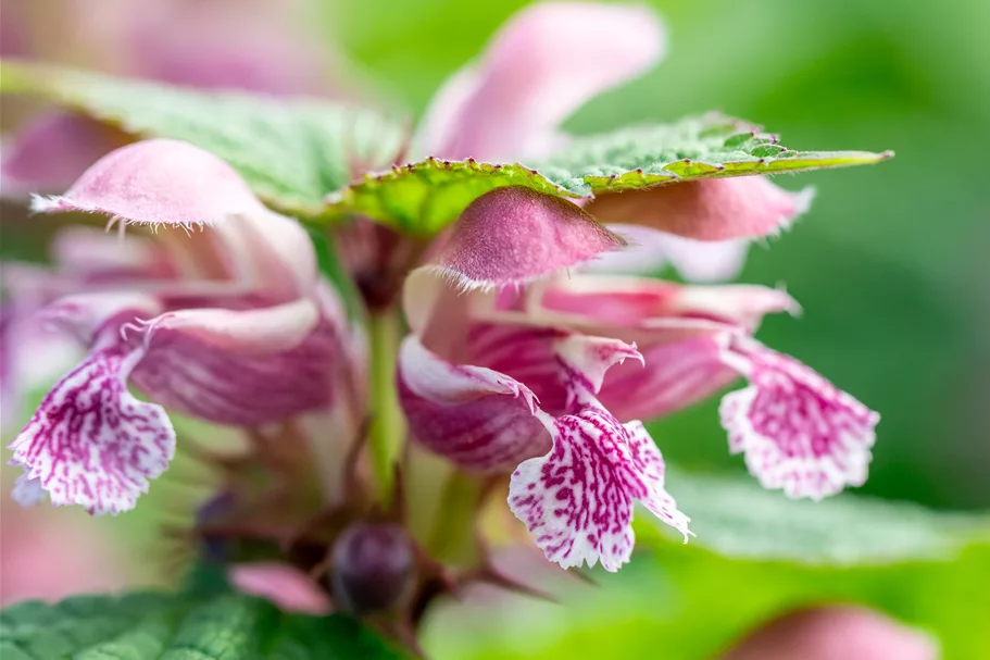 Lamium orvala 'Silva'