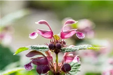 Lamium orvala 'Silva'