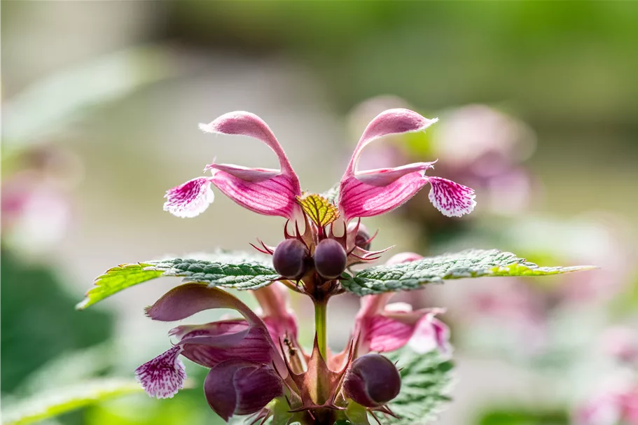 Lamium orvala 'Silva'