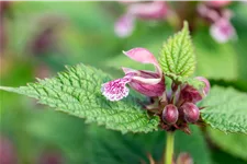 Lamium orvala 'Silva'