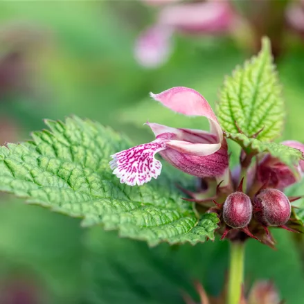 Lamium orvala 'Silva'