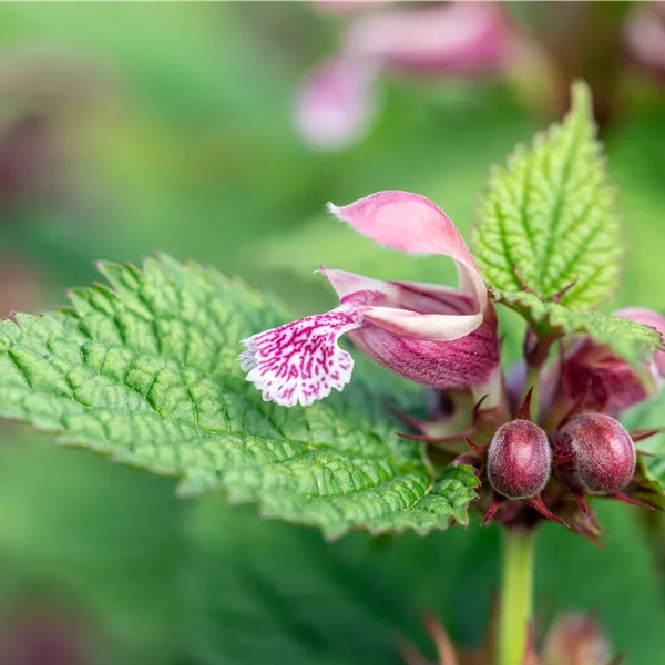 Lamium orvala 'Silva'