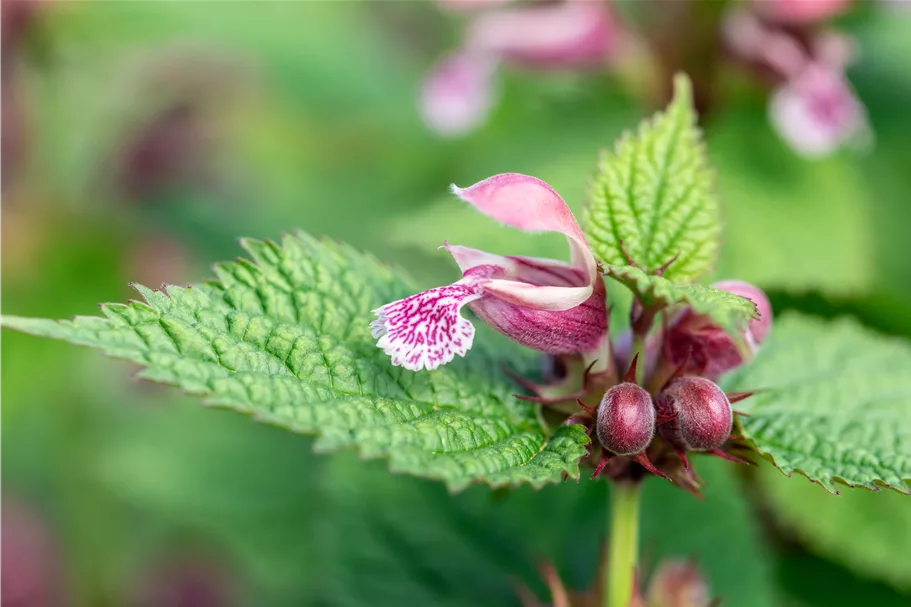 Lamium orvala 'Silva'
