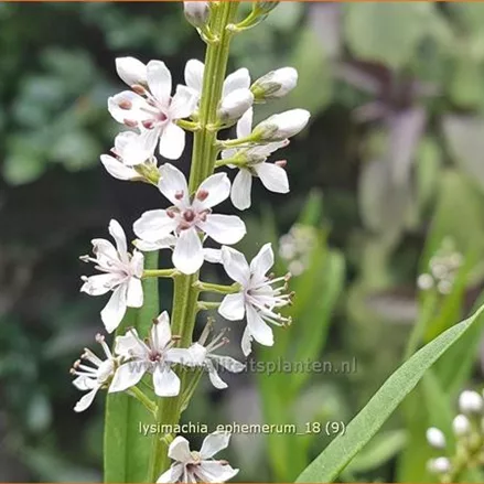 Lysimachia ephemerum