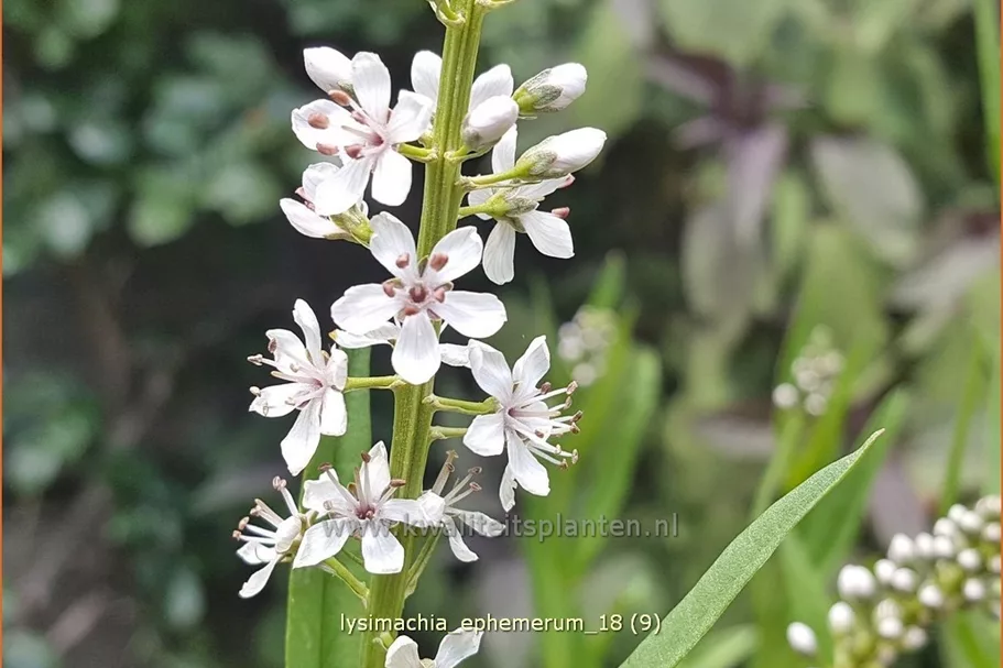 Lysimachia ephemerum