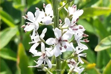 Lysimachia ephemerum