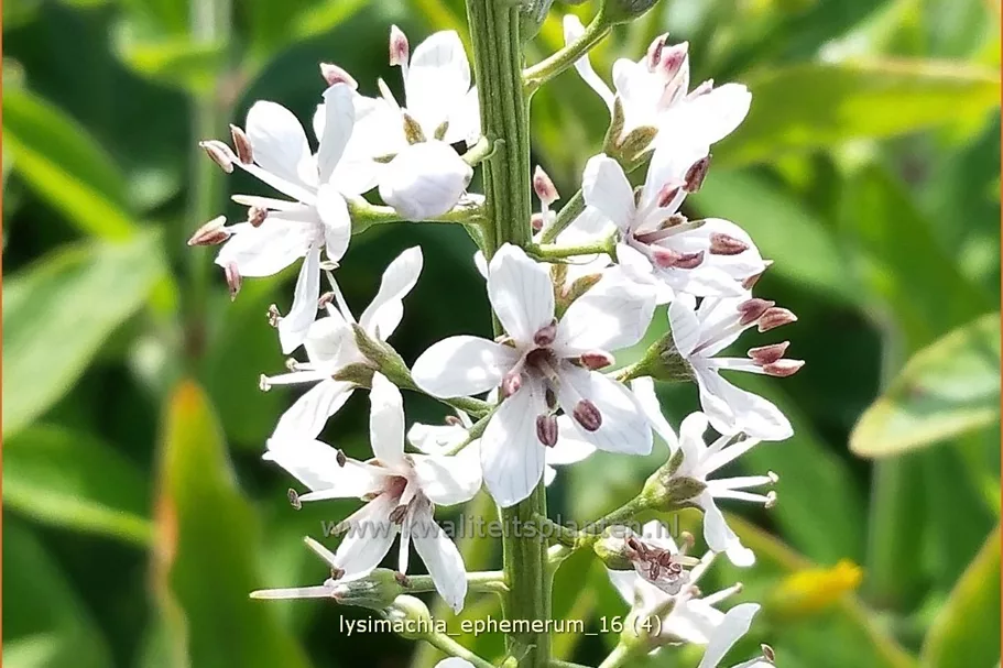 Lysimachia ephemerum