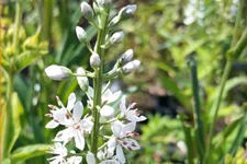 Lysimachia ephemerum