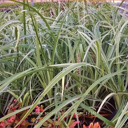 Liriope spicata 'Silver Dragon'