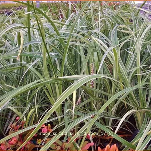 Liriope spicata 'Silver Dragon'