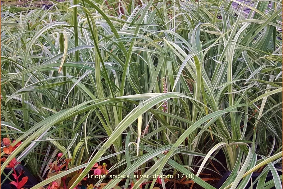 Liriope spicata 'Silver Dragon'