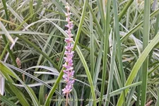 Liriope spicata 'Silver Dragon'