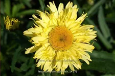 Leucanthemum x superbum 'Goldfinch'