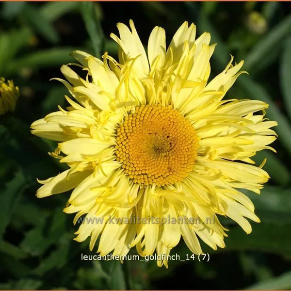 Leucanthemum x superbum 'Goldfinch'