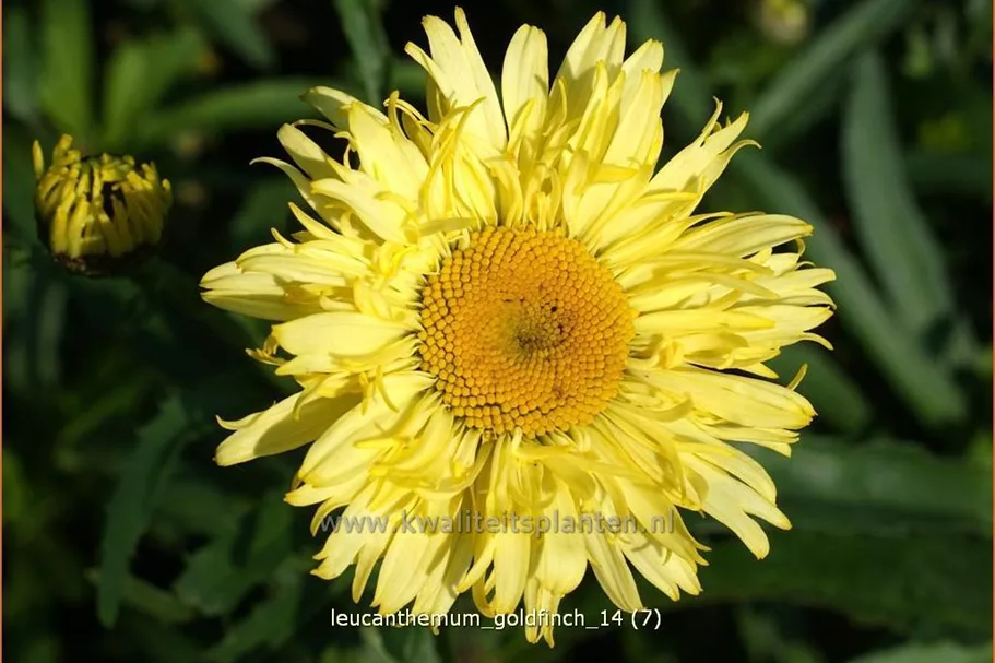 Leucanthemum x superbum 'Goldfinch'