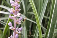 Liriope spicata 'Silver Dragon'