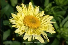 Leucanthemum x superbum 'Goldfinch'