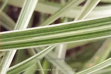 Liriope spicata 'Silver Dragon'