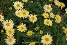 Leucanthemum x superbum 'Goldfinch'