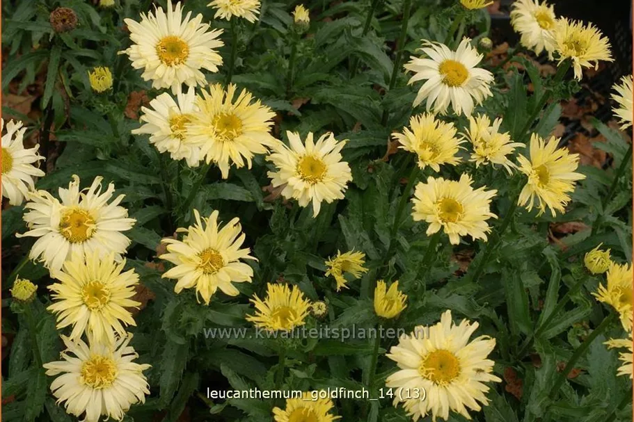 Leucanthemum x superbum 'Goldfinch'