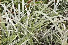 Liriope spicata 'Silver Dragon'