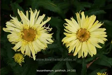 Leucanthemum x superbum 'Goldfinch'