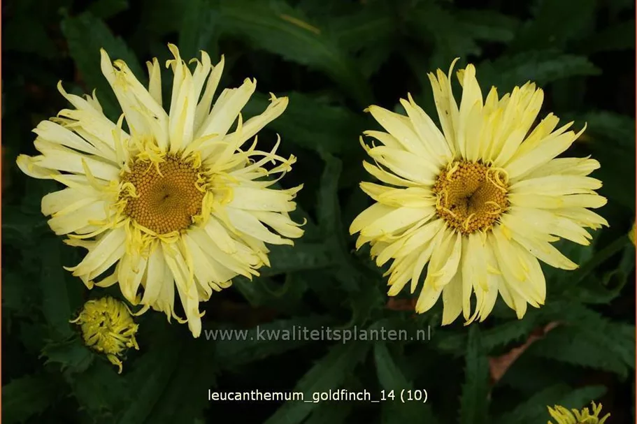 Leucanthemum x superbum 'Goldfinch'