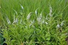 Lysimachia 'Innlyscand'