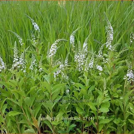 Lysimachia 'Innlyscand'