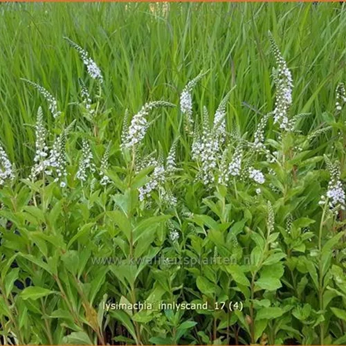 Lysimachia 'Innlyscand'