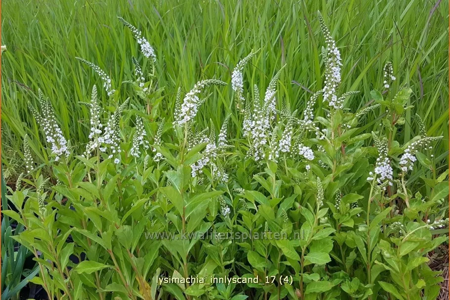 Lysimachia 'Innlyscand'