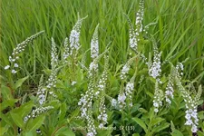 Lysimachia 'Innlyscand'