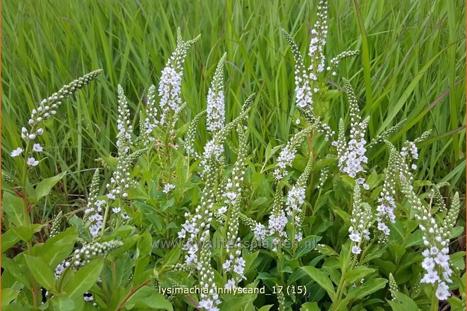 Lysimachia 'Innlyscand'