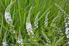 Lysimachia 'Innlyscand'