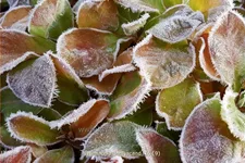 Lysimachia 'Innlyscand'