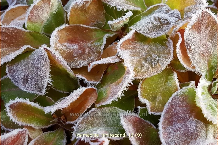 Lysimachia 'Innlyscand'