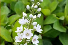 Lysimachia 'Innlyscand'