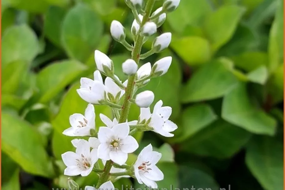 Lysimachia 'Innlyscand'