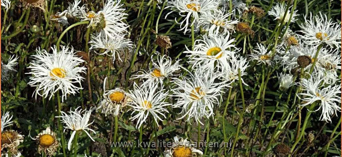 Leucanthemum 'Old Court Variety'
