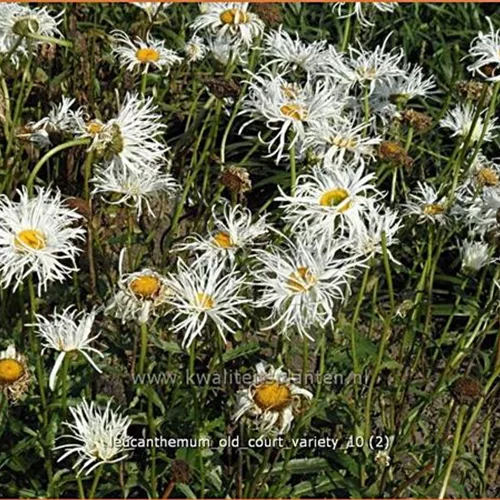 Leucanthemum 'Old Court Variety'