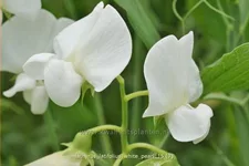 Lathyrus latifolius 'White Pearl'