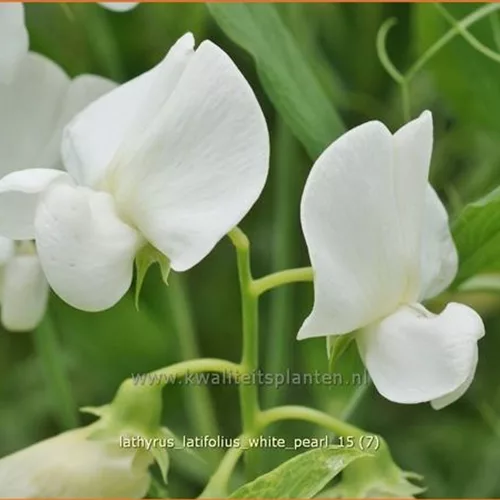 Lathyrus latifolius 'White Pearl'