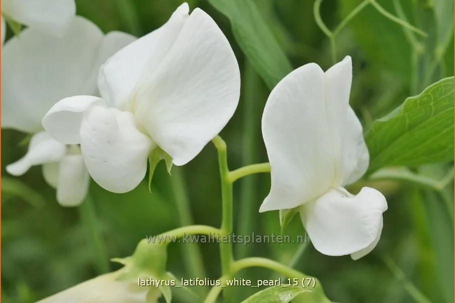 Lathyrus latifolius 'White Pearl'