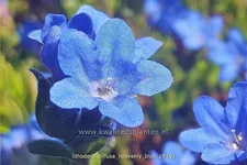 Lithodora diffusa 'Heavenly Blue'