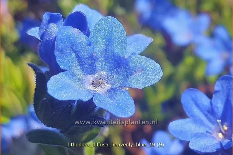 Lithodora diffusa 'Heavenly Blue'