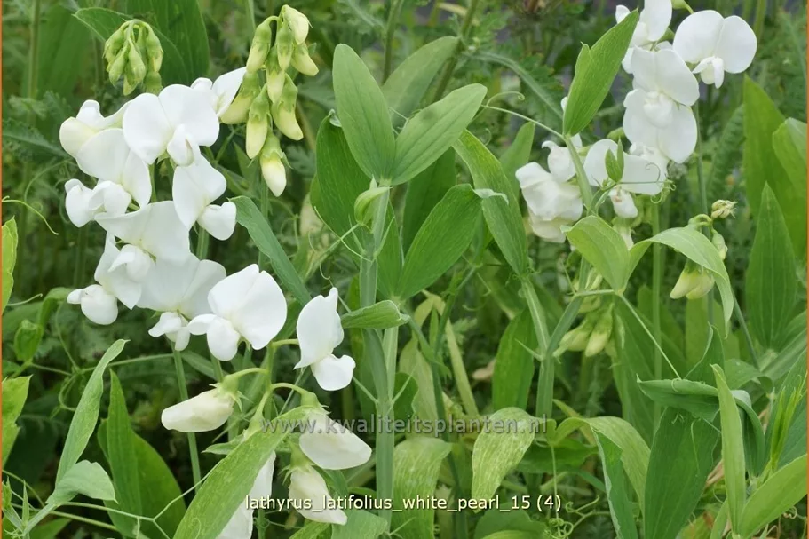 Lathyrus latifolius 'White Pearl'